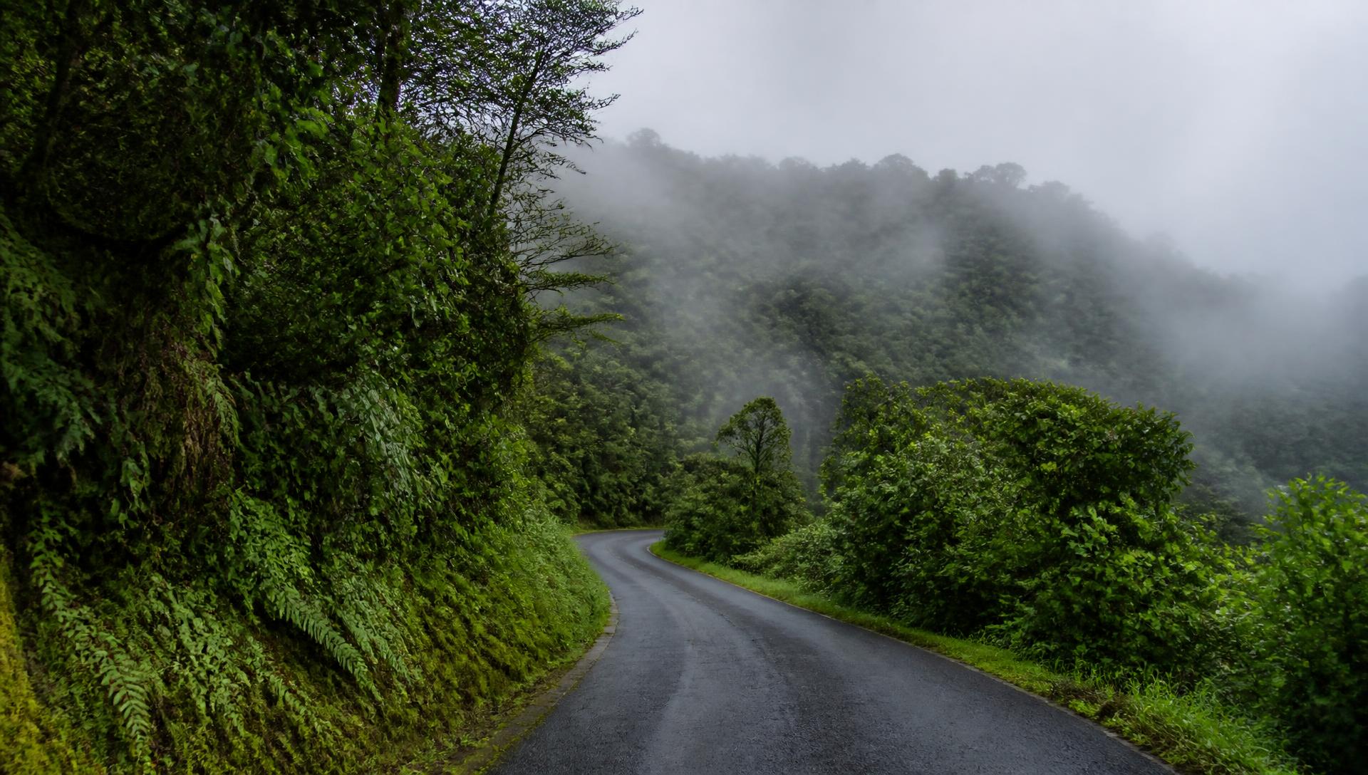 Winding road through cloud forest